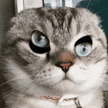 Cat Eyes GIF
