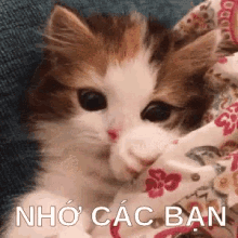 Nho Cac Ban GIF - Mèo Nhớcác Bạn Nhaýmắt GIFs
