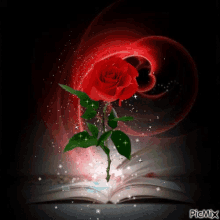 Rose Rouge GIF - Rose Rouge GIFs