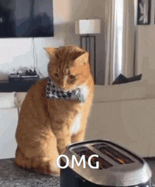 Cat Cat Meme GIF - Cat Cat Meme Omg GIFs