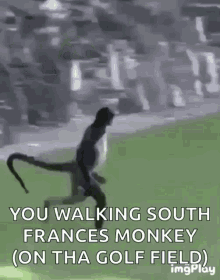 Curious What GIF - Curious What Monkey GIFs