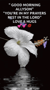 Whites Whilte Habiscus With Fly GIF - Whites Whilte Habiscus With Fly Butterfly Wht Flower GIFs