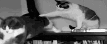 a black and white photo of two cats playing with each other .