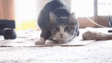 Shaquille O Neal Cat GIF - Shaquille O Neal Cat Dance GIFs
