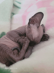 a hairless cat laying on a blanket with the date 1 mays 2025 at the bottom