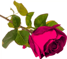 rosa rosa