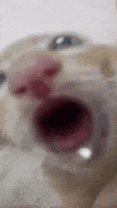 a close up of a cat yawning with its mouth open .