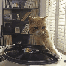GIF