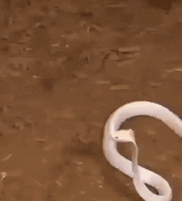 a painting of a white snake with a red circle in the middle of it
