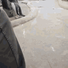 Jumping Penguin GIF - Jumping Penguin Funny Animals GIFs