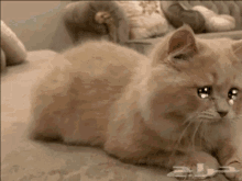 هوكاجيالقط ساخبر GIF