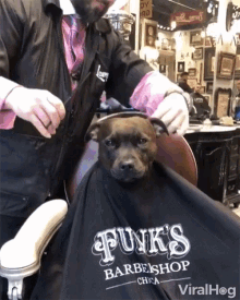 grooming funks barbershop dog care haircut handsome