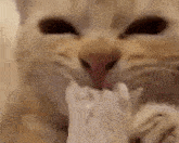Bussin Eat GIF - Bussin Eat Cat Eating GIFs
