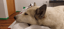 Hadassa Allison Dog Resting Head On Lap GIF