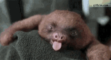 眠い　あくび　なまけもの GIF - Sleepy Yawn Sloth GIFs