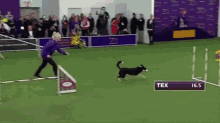 obstacle course arko dog show smart dog