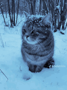 a cat is sitting in the snow with the hashtag belatriiix on the bottom right