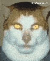 a close up of a cat 's face with pixverse.ai written in the corner