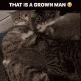 Grown Man Cat Meme GIF - Grown Man Cat Meme That Is A Grown Man GIFs