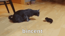 a cat is playing with a kitten on a wooden floor and the word bincent is on the bottom right