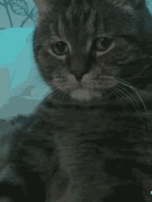 Sazabio Dioszegi Cat GIF - Sazabio Dioszegi Cat Arany Cat GIFs