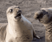 فقمه Seal GIF - فقمه Seal Shocked GIFs