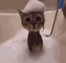 bath kitty