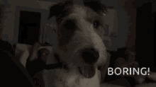 Boring Dog GIF - Boring Dog Tv GIFs