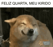 Cachorro Chapado / Feliz Quarta / Quarta-feira / Calendário GIF