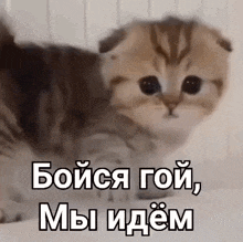 a kitten is sitting on a bed with russian writing on it