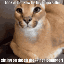Floppa Big Floppa GIF - Floppa Big Floppa Sit GIFs