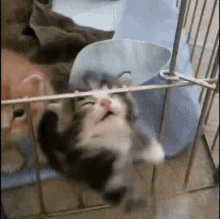 Cats Cats Love GIF - Cats Cats Love GIFs