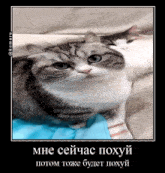 two cats are laying on a bed with a caption in russian