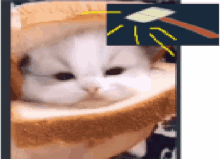 캣브레드 Cat GIF - 캣브레드 Cat 캣브레드머리부수기 GIFs