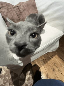 a gray cat sitting on a white couch looking up