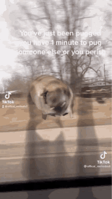 Pug Dance GIF - Pug Dance Pugged GIFs