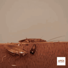 Cockroach Pest Control GIF - Cockroach Pest Control GIFs