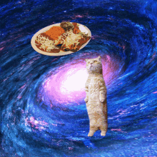 Space Cat Enchiladas GIF - Space Cat Enchiladas GIFs