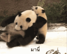 แพนด้า มานี่ GIF - Panda Come Here Stay GIFs