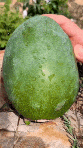 a person is holding a green watermelon with drops of water on it