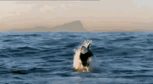 Whale Time GIF