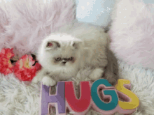 Hugs Kitten GIF - Hugs Kitten Kitty GIFs