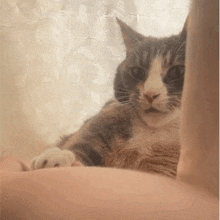 a cat is laying on a person 's arm looking at the camera