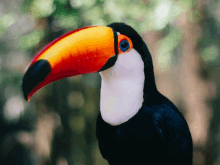 Toucan Tucano GIF - Toucan Tucano Birds GIFs