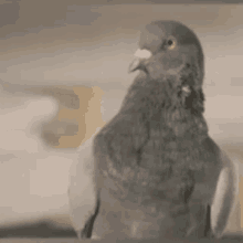 Pigeon Muchacho GIF
