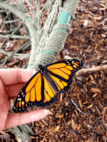 Monarchs GIF - Monarchs GIFs