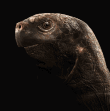 Notan Turtle GIF - Notan Turtle 3d GIFs