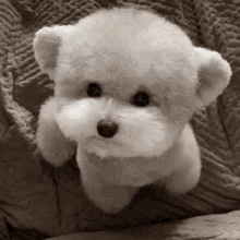This Little Guy Looks Like A Living Teddy Bear Cute GIF - This Little Guy Looks Like A Living Teddy Bear Cute Puppy GIFs