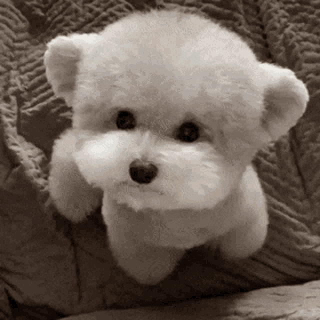 Dog Teddy GIFs | Tenor