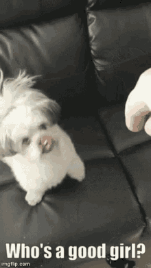 Tou Are The Best Good Girl GIF - Tou Are The Best Good Girl You Are GIFs
